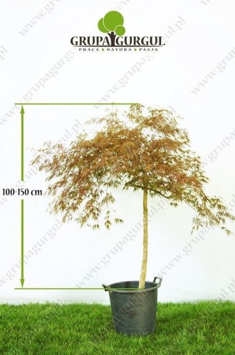 klon-palmowy-garnet-acer-palmatum-garnet.1_f