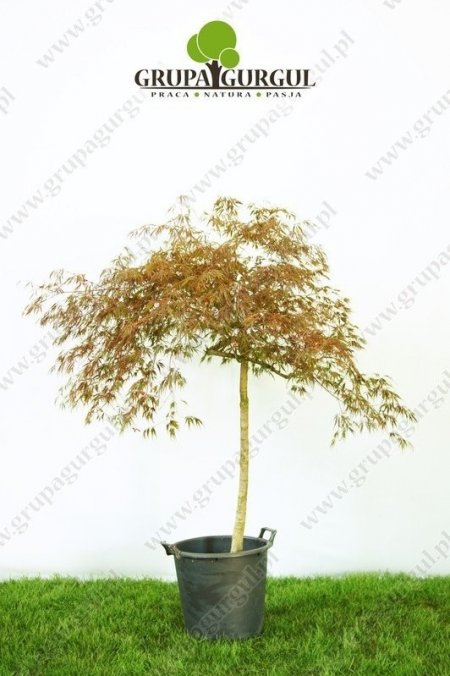 klon-palmowy-garnet-acer-palmatum-garnet_f