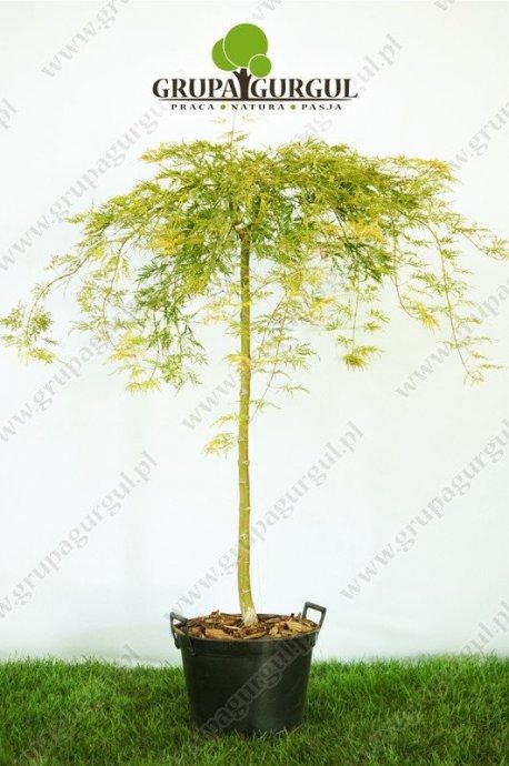 klon-palmowy-dissectum-acer-palmatum-dissectum.1_f