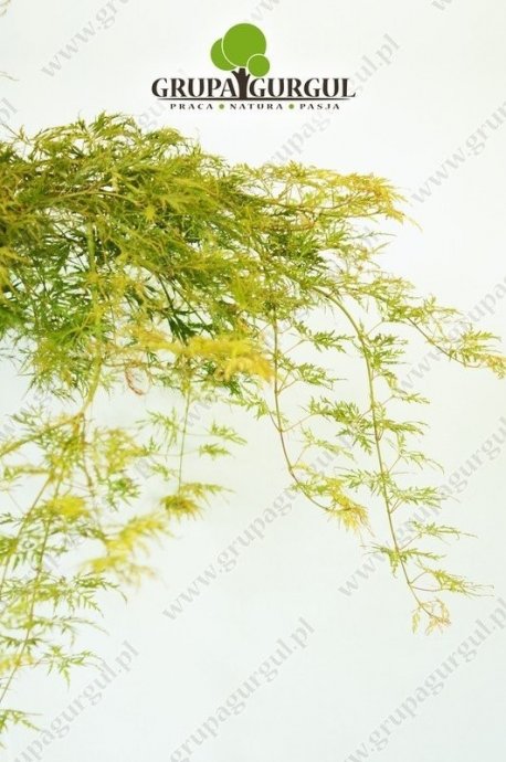 klon-palmowy-dissectum-acer-palmatum-dissectum.3_f