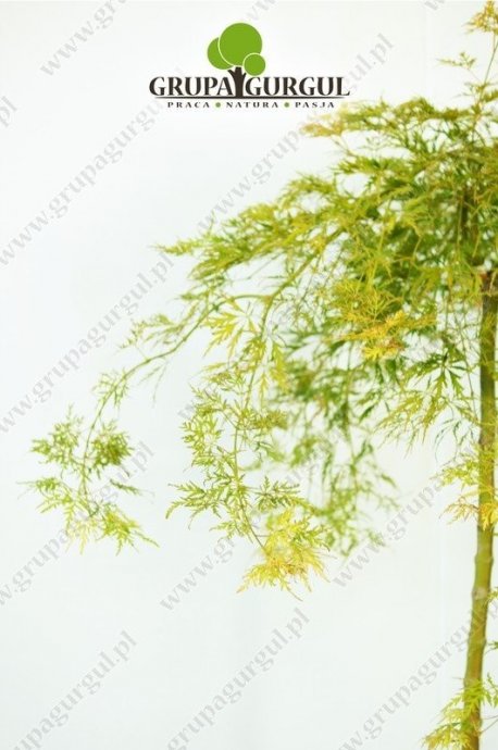 klon-palmowy-dissectum-acer-palmatum-dissectum.2_f