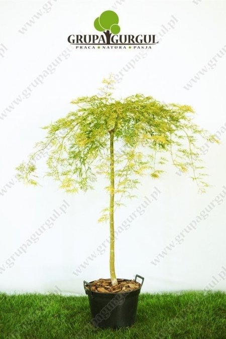 klon-palmowy-dissectum-acer-palmatum-dissectum_f