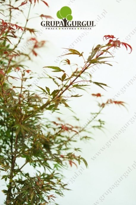 klon-palmowy-shaina-acer-palmatum-shaina.3_f