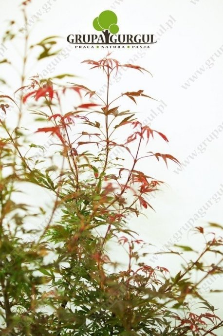 klon-palmowy-shaina-acer-palmatum-shaina.2_f