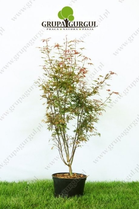 klon-palmowy-shaina-acer-palmatum-shaina_f