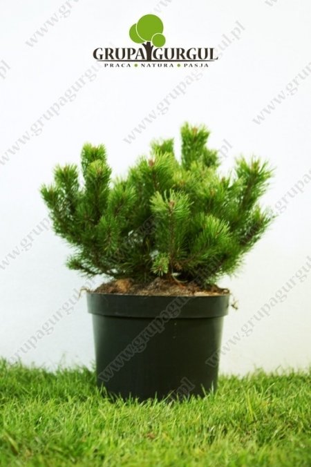 Sosna kosodrzewina odm. pumilio – Pinus mugo var. pumilio