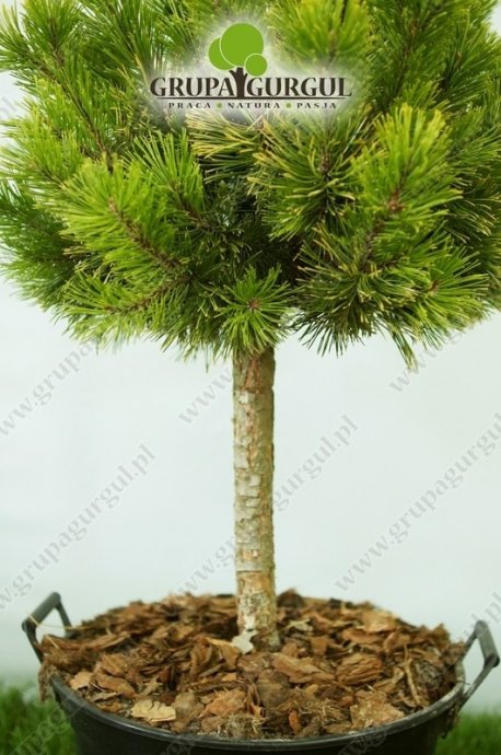 Sosna kosodrzewina ‚Winter Gold’ – Pinus mugo ‚Winter Gold’ – na pniu