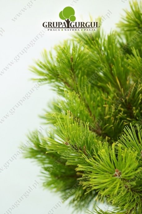 Sosna kosodrzewina ‚Winter Gold’ – Pinus mugo ‚Winter Gold’ – na pniu