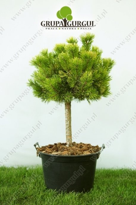 Sosna kosodrzewina ‚Winter Gold’ – Pinus mugo ‚Winter Gold’ – na pniu