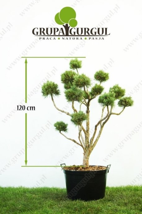 Sosna pospolita ‚Watereri’ – Pinus sylvestris ‚Watereri’ – Bonsai