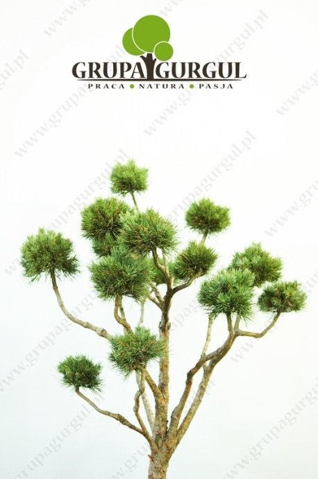 Sosna pospolita ‚Watereri’ – Pinus sylvestris ‚Watereri’ – Bonsai