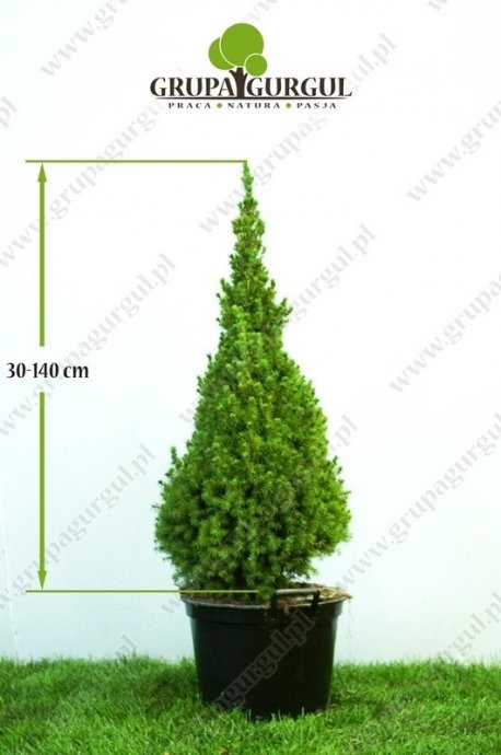 Świerk biały ‚Conica’ – Picea glauca ‚Conica’