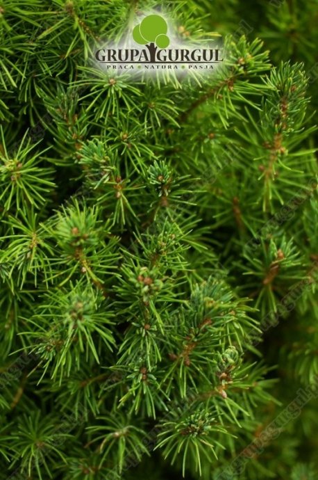 Świerk biały ‚Conica’ – Picea glauca ‚Conica’