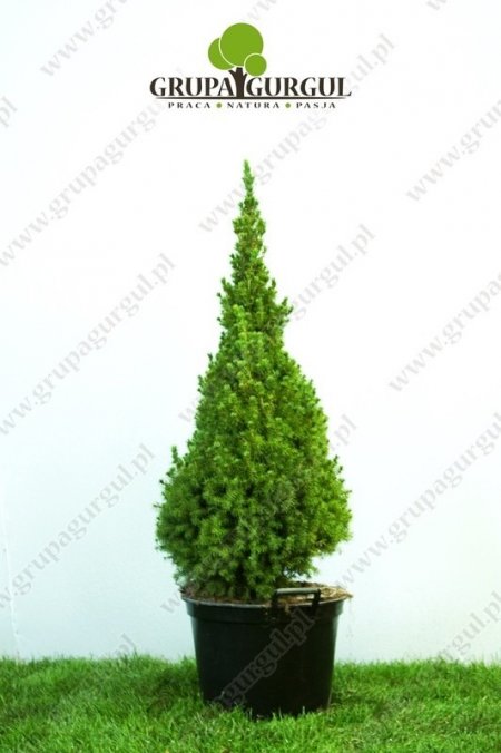 Świerk biały ‚Conica’ – Picea glauca ‚Conica’