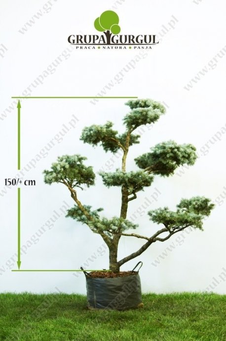 Świerk kłujący ‚Montgomery’ – Picea pungens ‚Montgomery’ – Bonsai