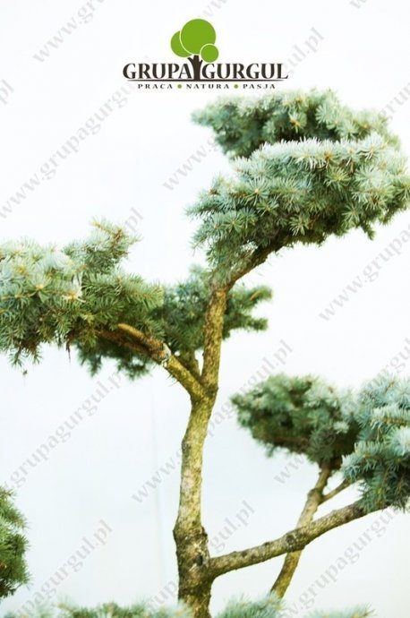 Świerk kłujący ‚Montgomery’ – Picea pungens ‚Montgomery’ – Bonsai