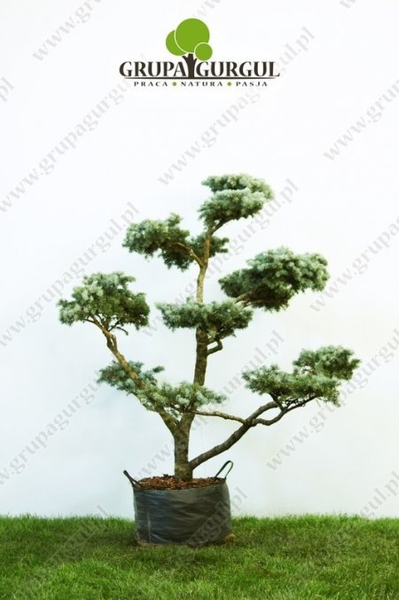 Świerk kłujący ‚Montgomery’ – Picea pungens ‚Montgomery’ – Bonsai