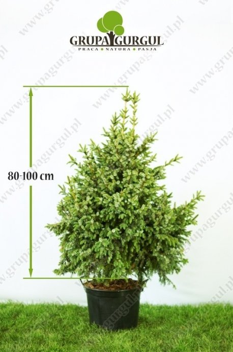 Świerk serbski ‚Nana’ – Picea omorika ‚Nana’