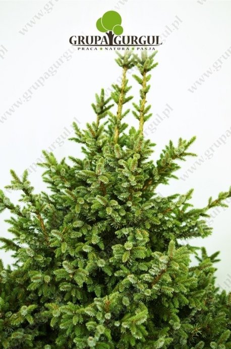 Świerk serbski ‚Nana’ – Picea omorika ‚Nana’