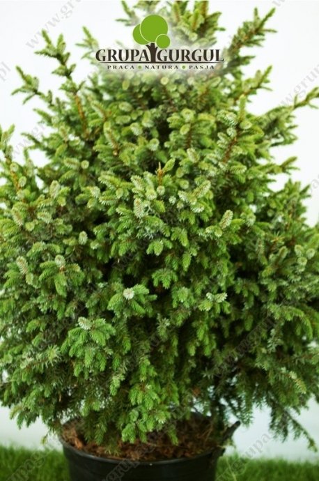 Świerk serbski ‚Nana’ – Picea omorika ‚Nana’