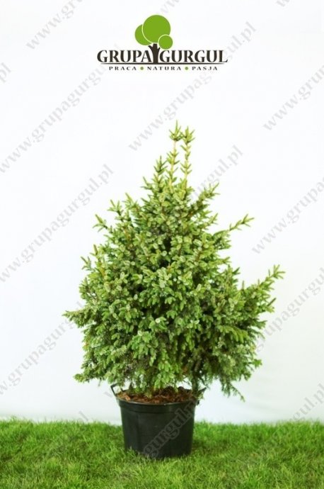 Świerk serbski ‚Nana’ – Picea omorika ‚Nana’