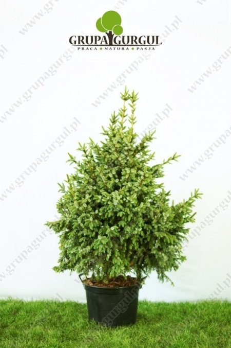 Świerk serbski ‚Nana’ – Picea omorika ‚Nana’