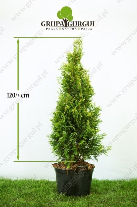 Żywotnik olbrzymi ‚Kórnik’ – Thuja plicata ‚Kórnik’