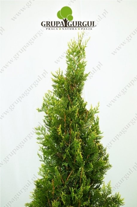 Żywotnik olbrzymi ‚Kórnik’ – Thuja plicata ‚Kórnik’