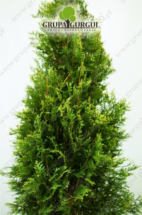 Żywotnik olbrzymi ‚Kórnik’ – Thuja plicata ‚Kórnik’