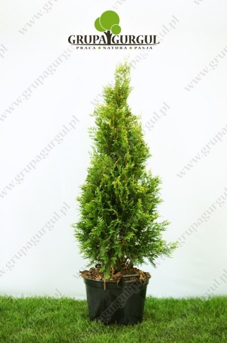 Żywotnik olbrzymi ‚Kórnik’ – Thuja plicata ‚Kórnik’