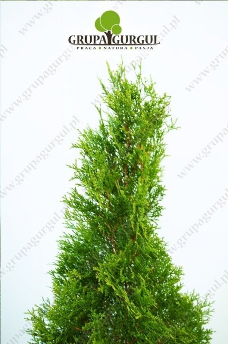 Żywotnik zachodni ‚Smaragd’ – Thuja occidentalis ‚Smaragd’