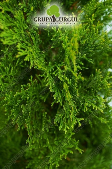 Żywotnik zachodni ‚Smaragd’ – Thuja occidentalis ‚Smaragd’